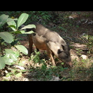 Eines der freilaufenden Schweine